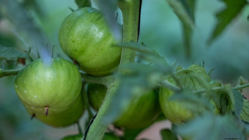 Heirloom Tomatoes: Top 21 Varieties for Flavor & Resilience