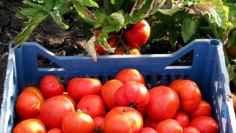 Heirloom Tomatoes: Top 21 Varieties for Flavor & Resilience