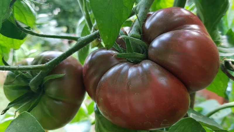 Heirloom Tomatoes: Top 21 Varieties for Flavor & Resilience