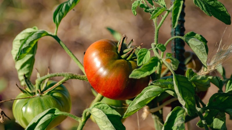 Heirloom Tomatoes: Top 21 Varieties for Flavor & Resilience