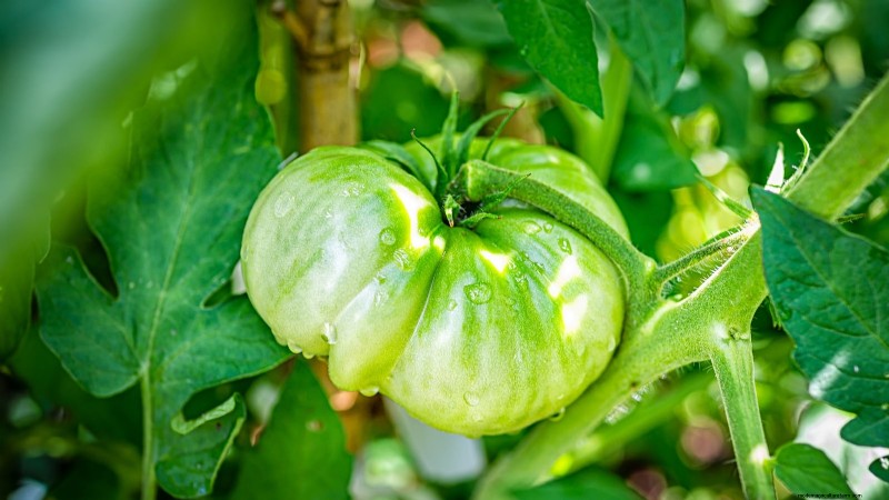 Heirloom Tomatoes: Top 21 Varieties for Flavor & Resilience