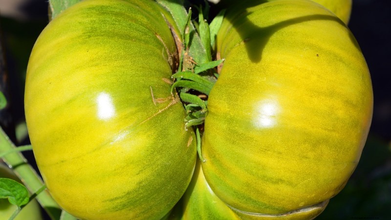 Heirloom Tomatoes: Top 21 Varieties for Flavor & Resilience