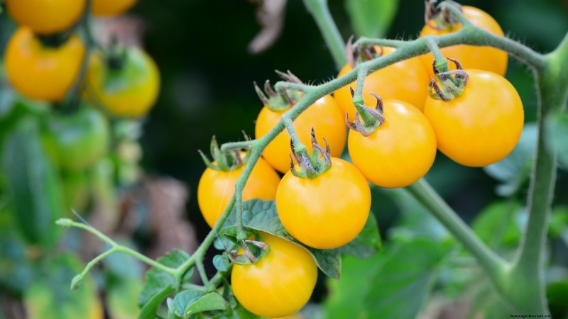 Heirloom Tomatoes: Top 21 Varieties for Flavor & Resilience