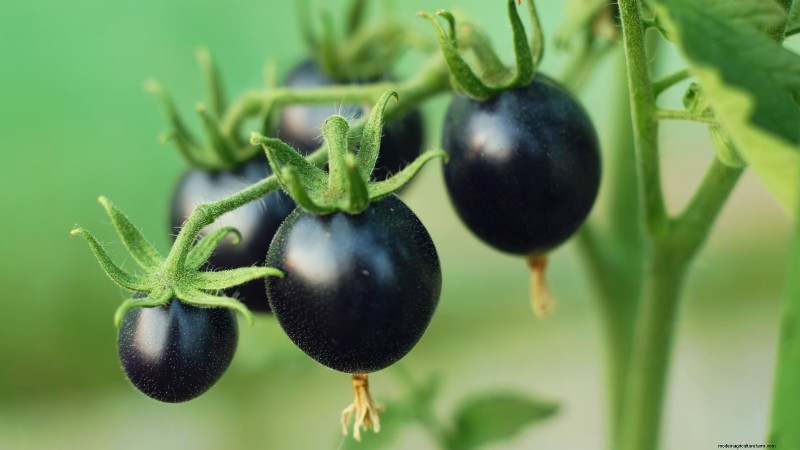 Heirloom Tomatoes: Top 21 Varieties for Flavor & Resilience