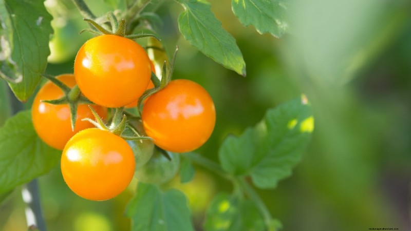 Heirloom Tomatoes: Top 21 Varieties for Flavor & Resilience