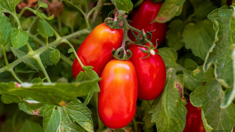 Heirloom Tomatoes: Top 21 Varieties for Flavor & Resilience