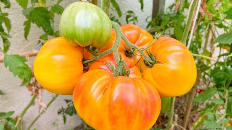 Heirloom Tomatoes: Top 21 Varieties for Flavor & Resilience
