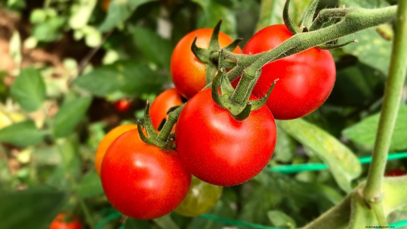 Heirloom Tomatoes: Top 21 Varieties for Flavor & Resilience