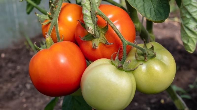Heirloom Tomatoes: Top 21 Varieties for Flavor & Resilience