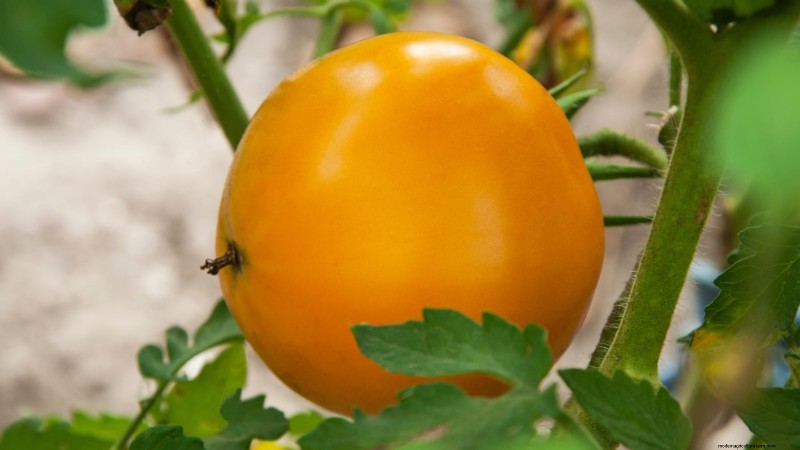 Heirloom Tomatoes: Top 21 Varieties for Flavor & Resilience