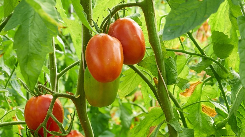 Heirloom Tomatoes: Top 21 Varieties for Flavor & Resilience