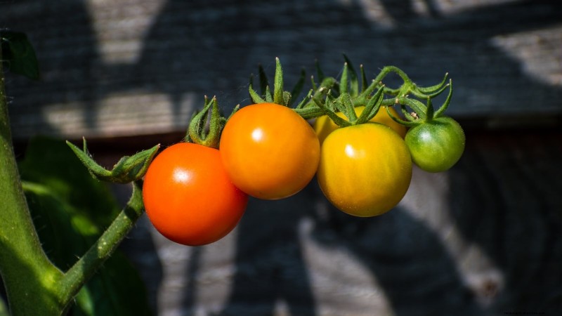 Heirloom Tomatoes: Top 21 Varieties for Flavor & Resilience