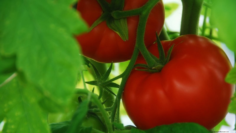 Heirloom Tomatoes: Top 21 Varieties for Flavor & Resilience