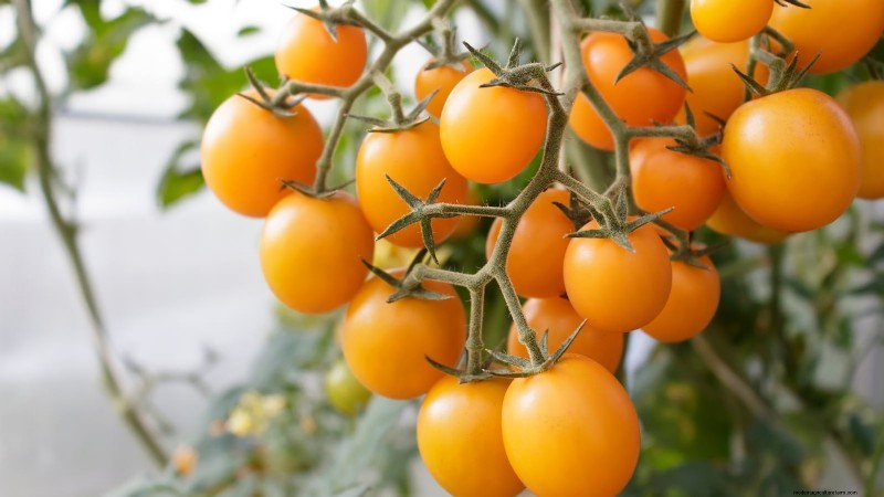 Heirloom Tomatoes: Top 21 Varieties for Flavor & Resilience