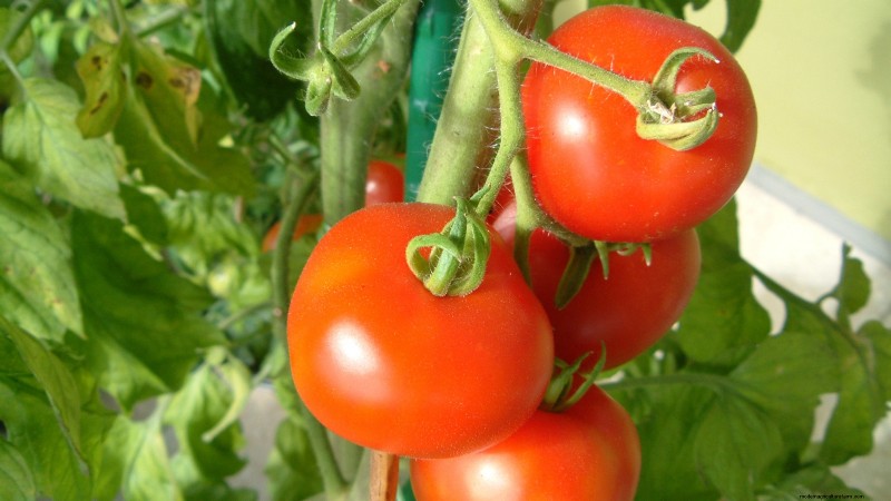 Heirloom Tomatoes: Top 21 Varieties for Flavor & Resilience