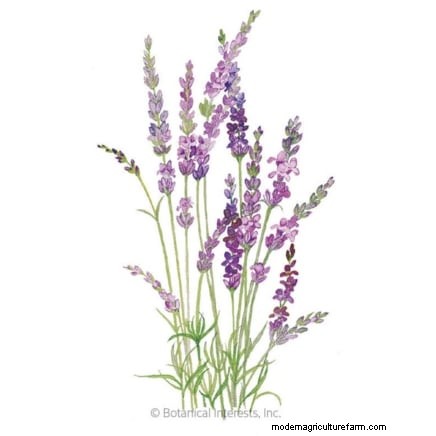 Design a Beautiful & Productive French Potager Garden