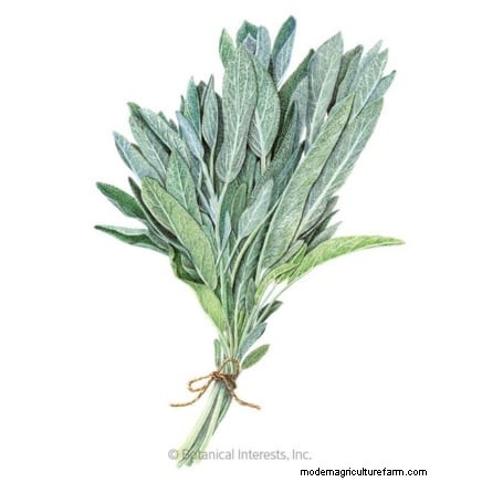 Design a Beautiful & Productive French Potager Garden