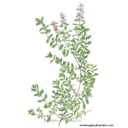 Design a Beautiful & Productive French Potager Garden