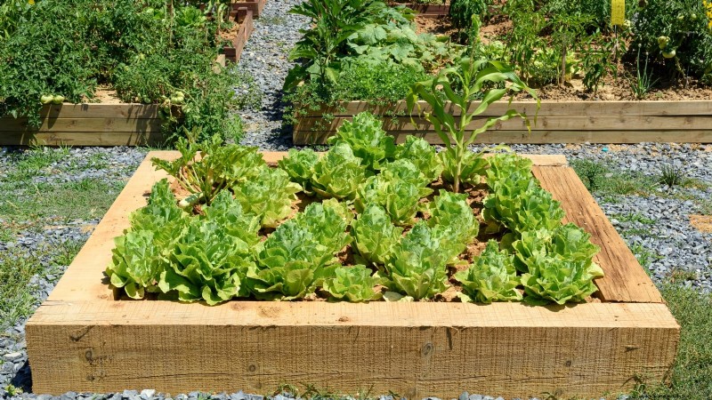 Design a Beautiful & Productive French Potager Garden