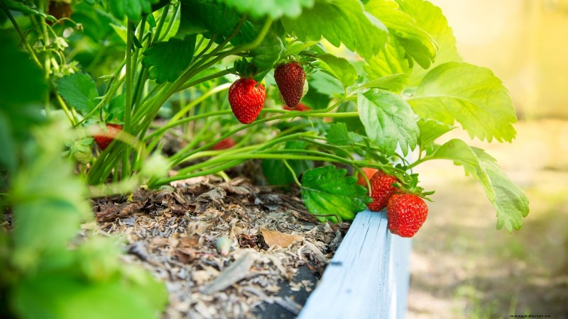 Design a Beautiful & Productive French Potager Garden