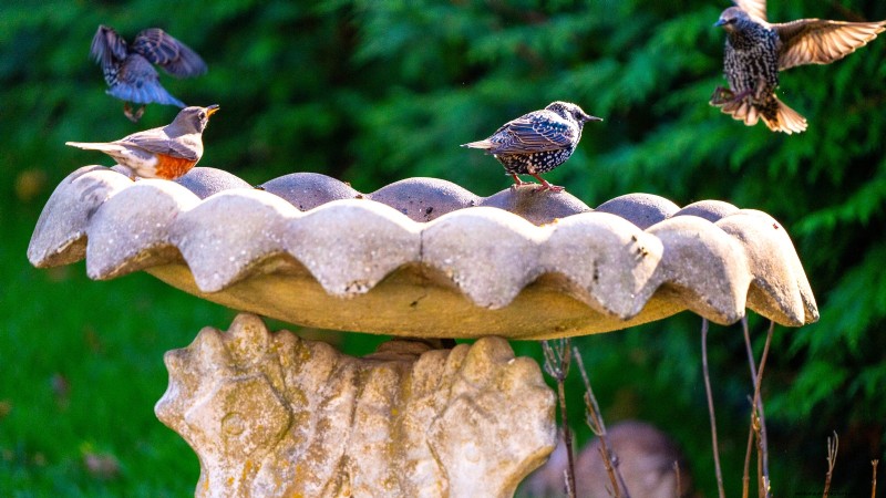Design a Beautiful & Productive French Potager Garden