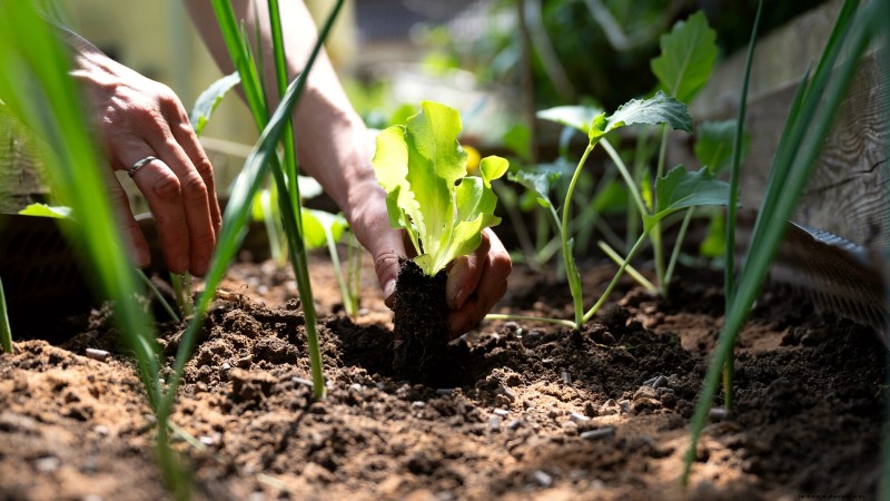 Design a Beautiful & Productive French Potager Garden