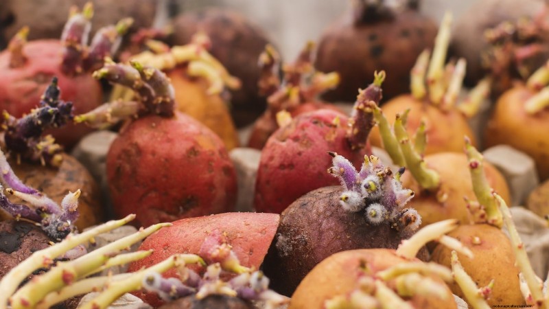 Potato Planting Guide: 9 Essential Tips for a Bountiful Harvest