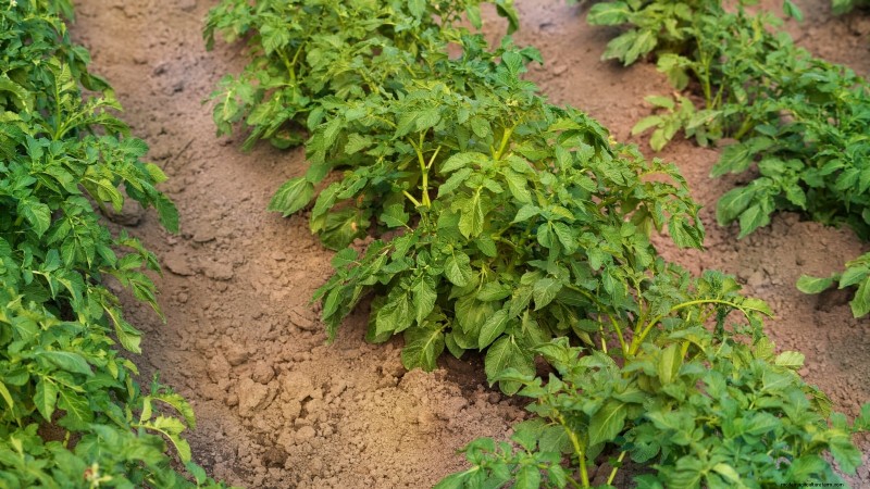 Potato Planting Guide: 9 Essential Tips for a Bountiful Harvest