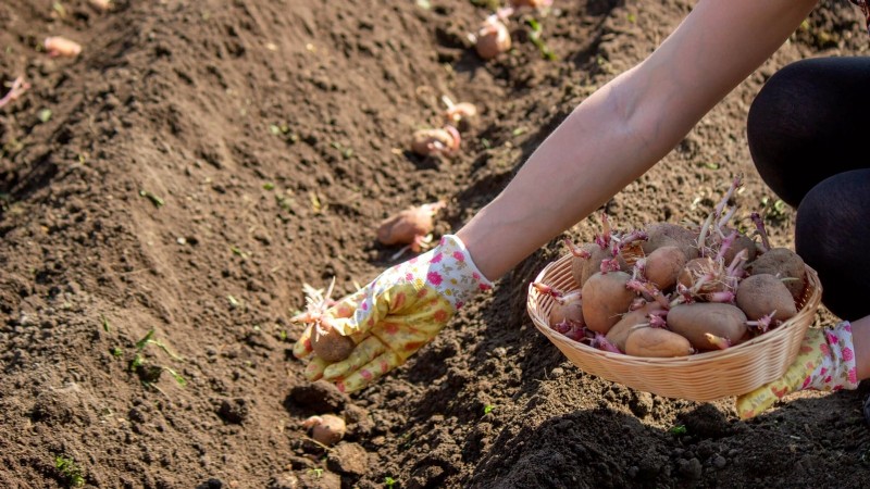Potato Planting Guide: 9 Essential Tips for a Bountiful Harvest