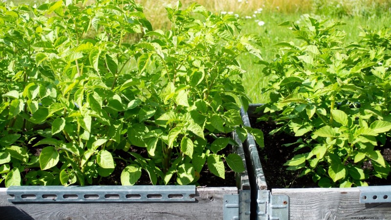 Potato Planting Guide: 9 Essential Tips for a Bountiful Harvest