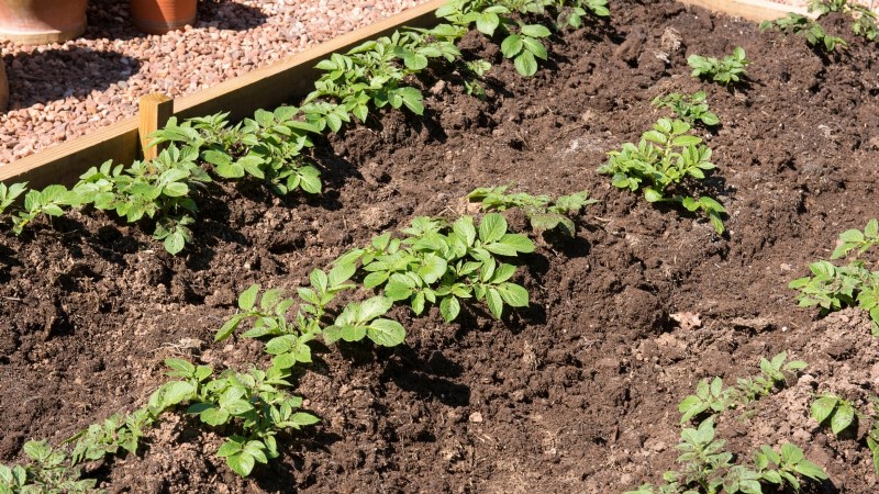 Potato Planting Guide: 9 Essential Tips for a Bountiful Harvest