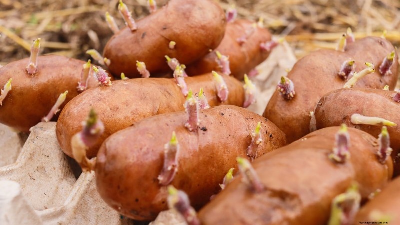 Potato Planting Guide: 9 Essential Tips for a Bountiful Harvest