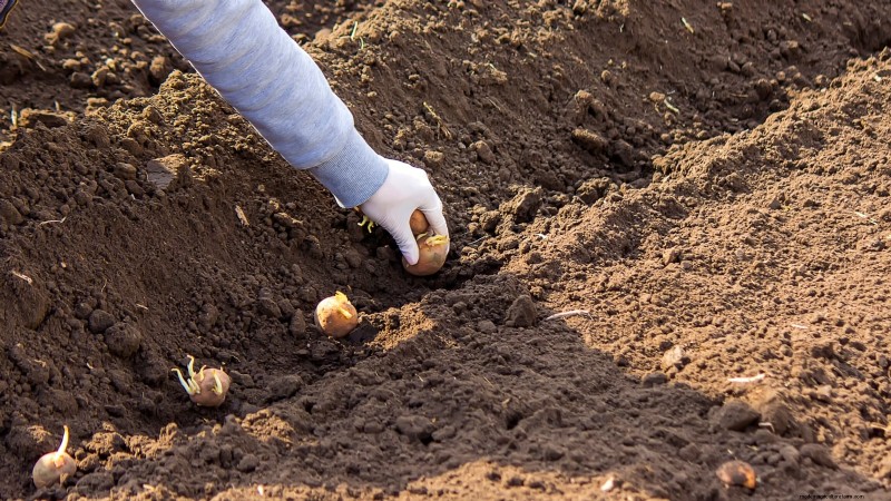 Potato Planting Guide: 9 Essential Tips for a Bountiful Harvest