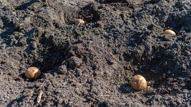 Potato Planting Guide: 9 Essential Tips for a Bountiful Harvest