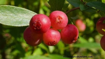 Growing Pink Lemonade Blueberries: A Comprehensive Guide