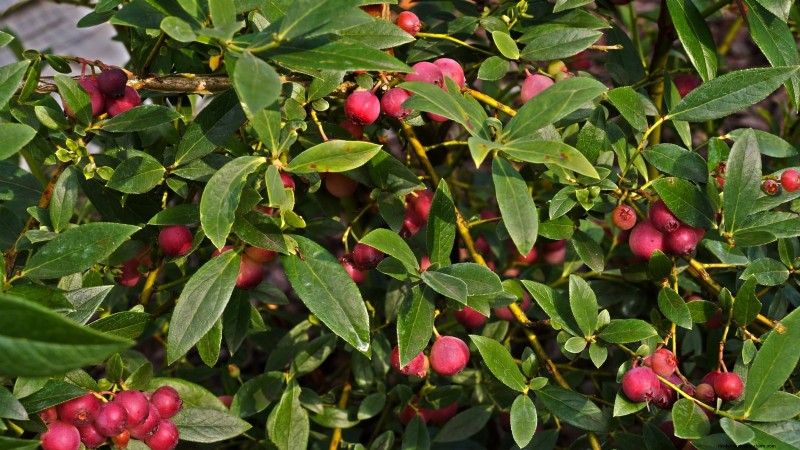 Growing Pink Lemonade Blueberries: A Comprehensive Guide
