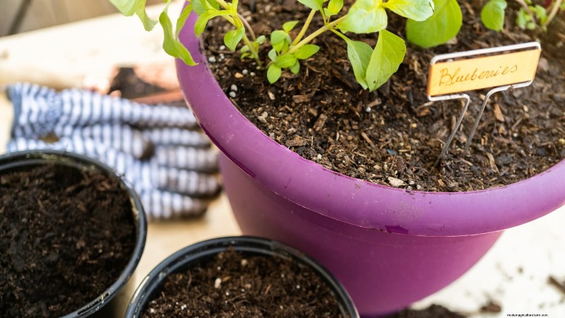 Growing Pink Lemonade Blueberries: A Comprehensive Guide