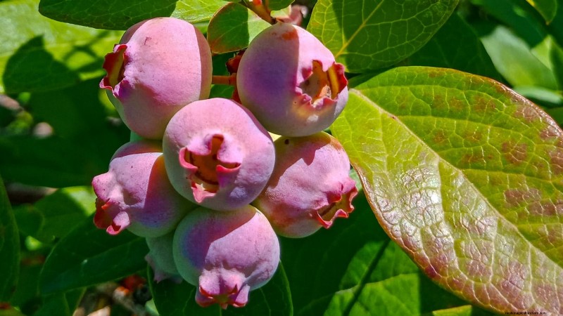 Growing Pink Lemonade Blueberries: A Comprehensive Guide