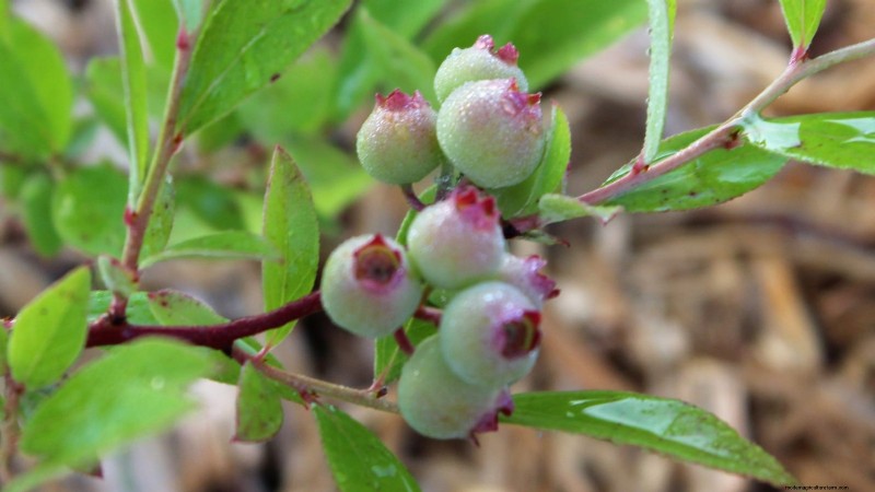 Growing Pink Lemonade Blueberries: A Comprehensive Guide