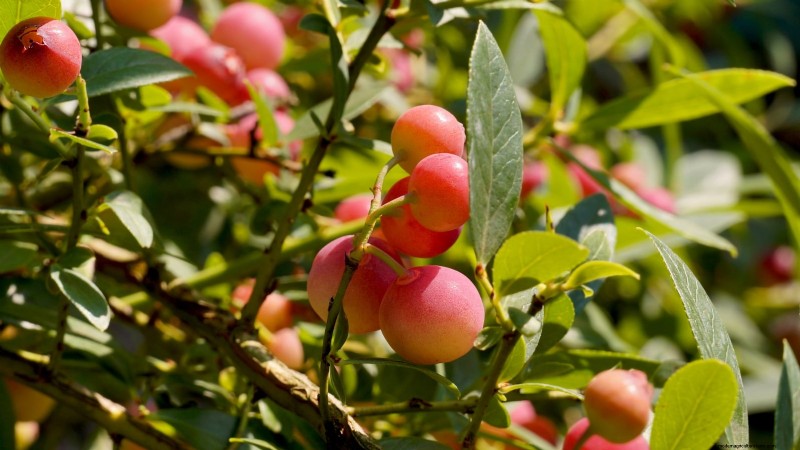 Growing Pink Lemonade Blueberries: A Comprehensive Guide