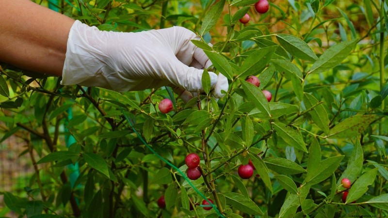 Growing Pink Lemonade Blueberries: A Comprehensive Guide