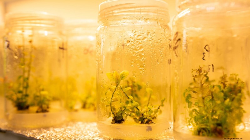 Growing Pink Lemonade Blueberries: A Comprehensive Guide