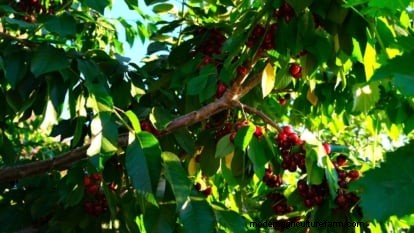 Bing Cherry Trees: Planting, Growing & Care Guide