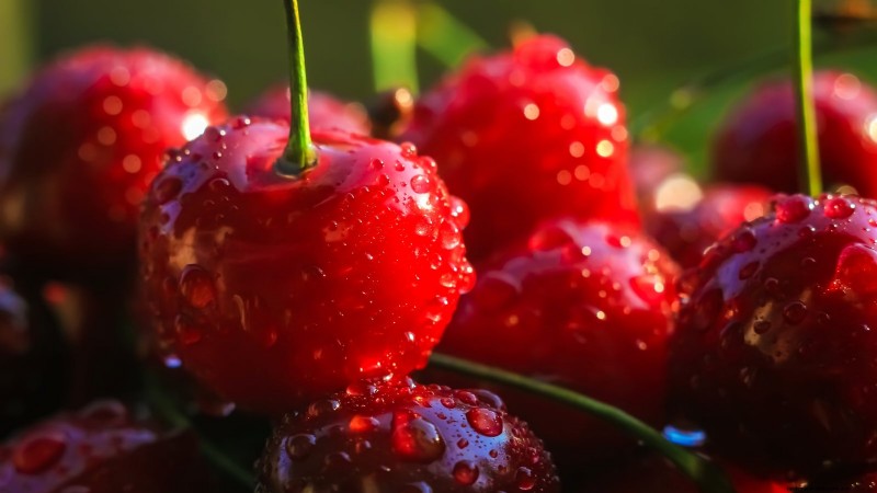 Bing Cherry Trees: Planting, Growing & Care Guide