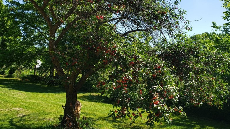 Bing Cherry Trees: Planting, Growing & Care Guide