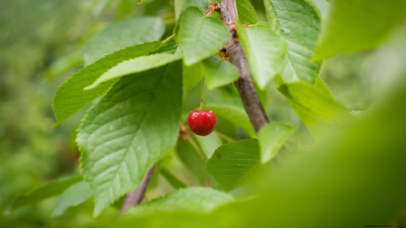 Bing Cherry Trees: Planting, Growing & Care Guide