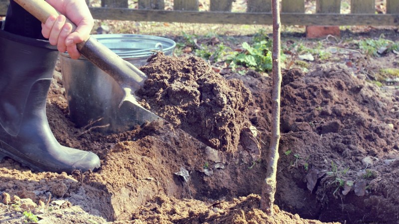 Bing Cherry Trees: Planting, Growing & Care Guide