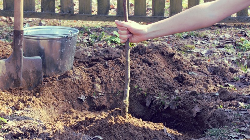 Bing Cherry Trees: Planting, Growing & Care Guide