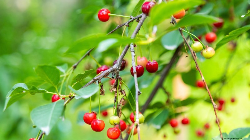 Bing Cherry Trees: Planting, Growing & Care Guide