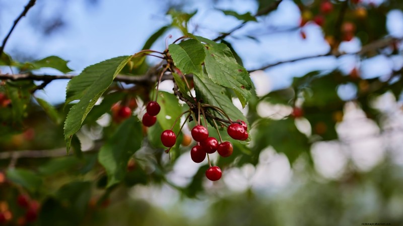 Bing Cherry Trees: Planting, Growing & Care Guide